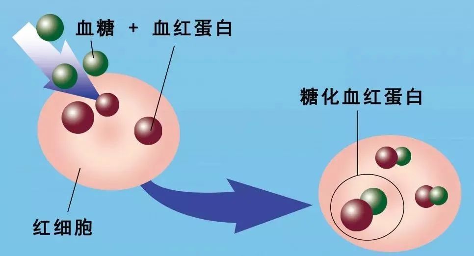 【科普】检验中心带您了解糖化血红蛋白