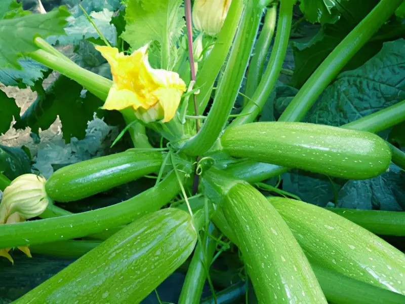 西葫芦怎么种植高产?掌握这套栽培好方法,让你连续采收个不停