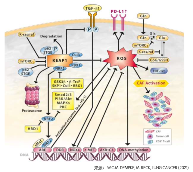 超级耐药基因keap1/nrf2,突变后会对治疗带来什么影响