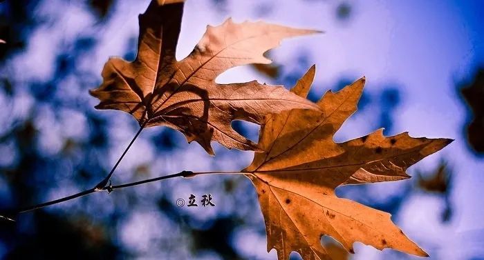 立秋下雨好不好?