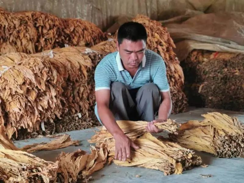 6969不远处的烤烟烘烤加工车间,每天等待加工的烤烟被排得满满