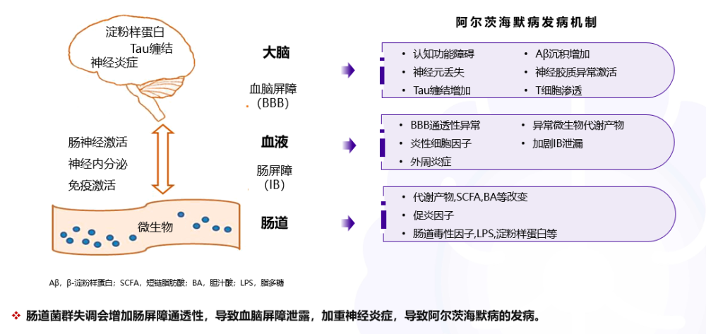 肠道菌群|阿尔茨海默病研究与治疗的新方向