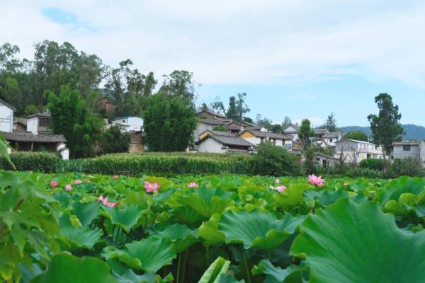 楚雄姚安:"夏"一站 "荷"你相约