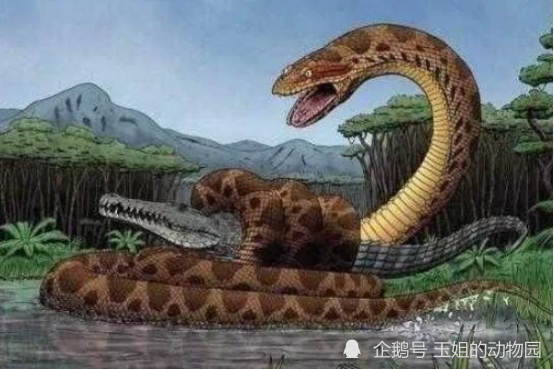 世界上现存体长最大的蛇,和体型最重的蛇,谁的实力会更胜一筹?