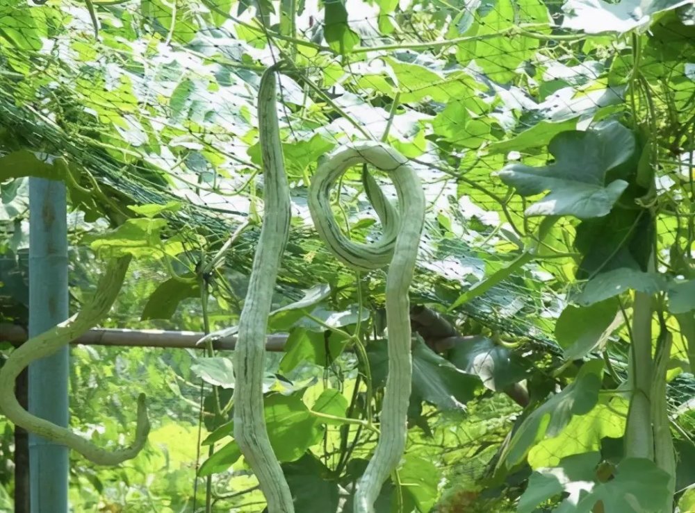 蛇瓜怎么栽培高产?掌握这套种植好方法,让你连连续续采收不停