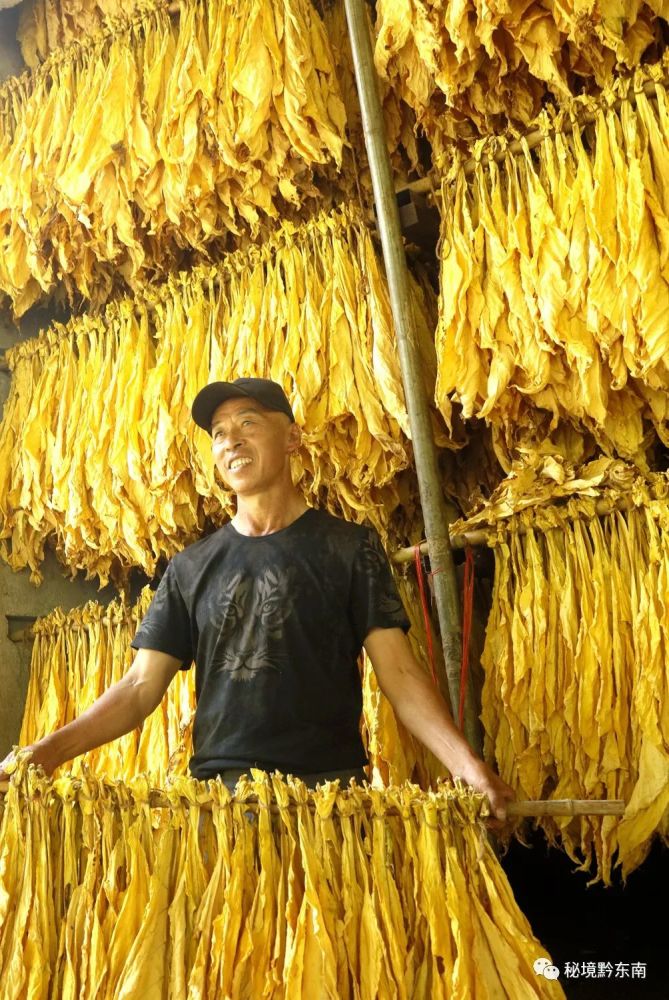 【头条】贵州施秉:种植烤烟百余亩 带"富"乡亲几十家_腾讯新闻