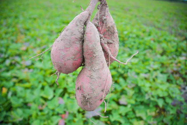 农村种植的红薯,要怎样才会口感好,产量高呢?