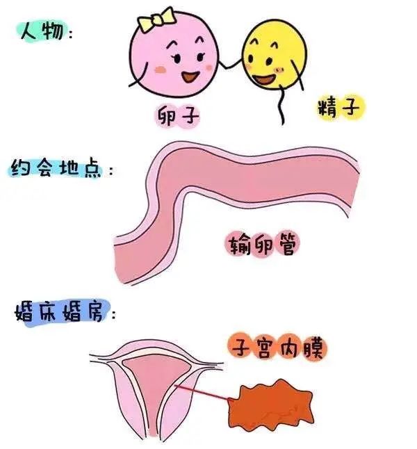 女性一生能排多少个卵子?你知道吗