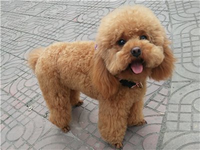 所谓的"泰迪",其实是指"泰迪熊似的贵宾犬",是贵宾犬的一种美容造型.