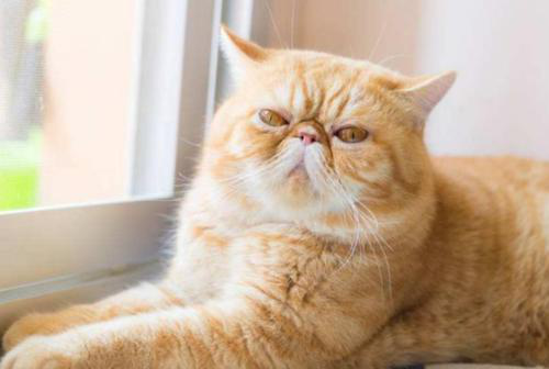 可爱的加菲猫,你会养吗?