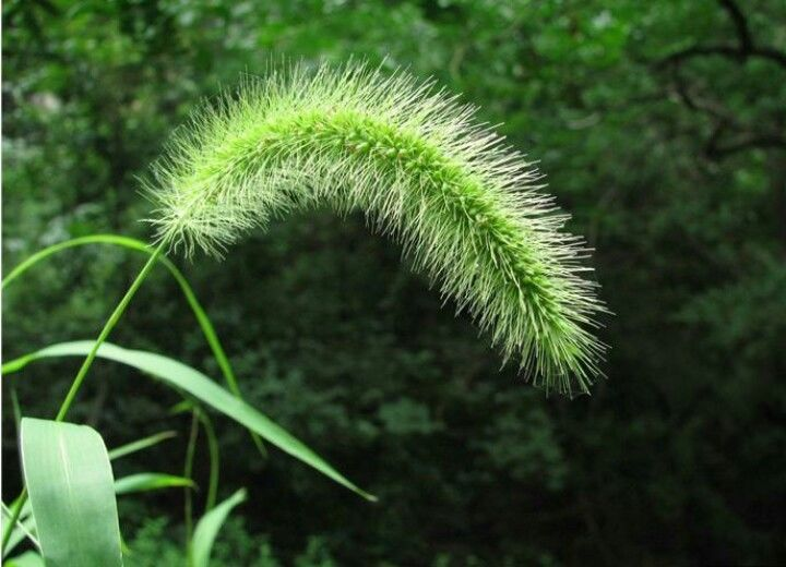 狗尾巴草的上半部分是一条绿色的椭圆形长条儿,长条边缘冒着一层绵密