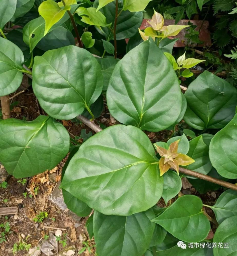 三角梅其实就是我们常说的叶子花,养三角梅其实很容易,要想开花,只要