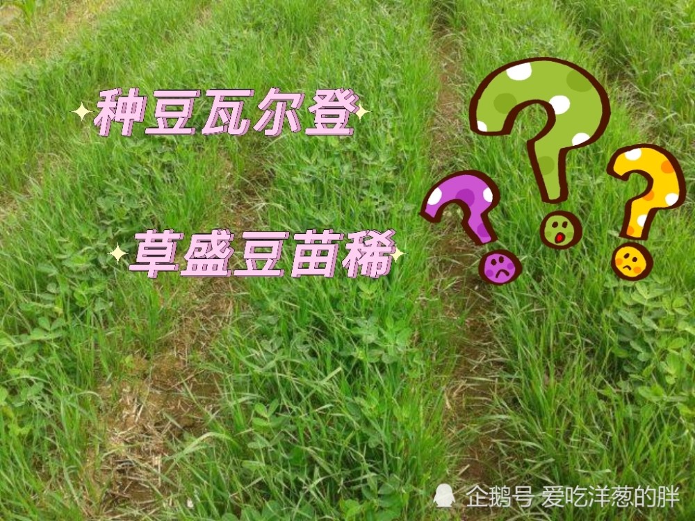 种豆瓦尔登草盛豆苗稀