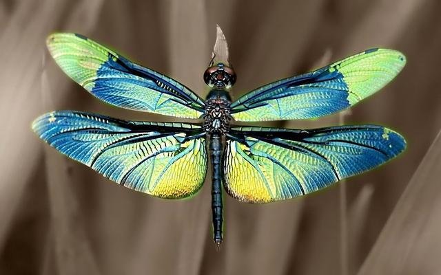 再次,可以学习认识和了解蜻蜓这类古老昆虫的神秘生活历程.