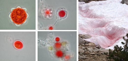 对于雪衣藻来说,在夏季极度高温时,休眠细胞里的大量红色色素(类胡