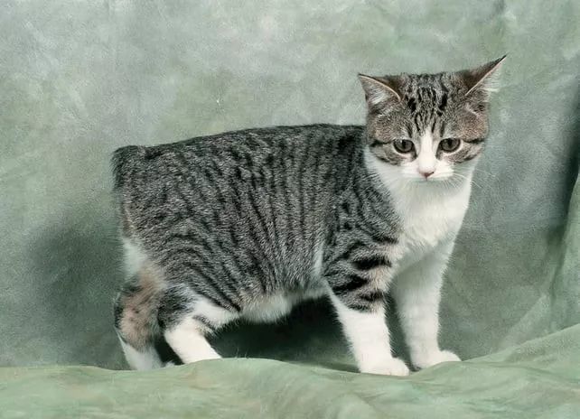 长毛的曼岛猫也叫威尔士猫(cymic cat或者manx longhair),属于曼岛猫
