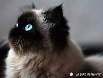 喜马拉雅猫也是最早培育于英国的新品种家猫.