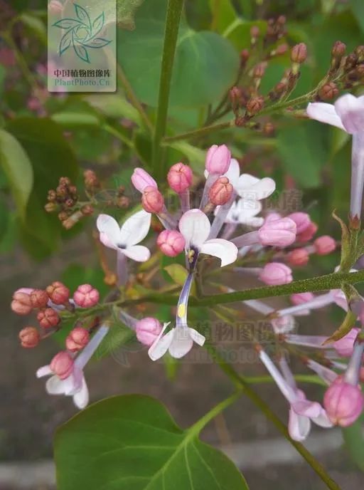 这里要特别和大家科普的一点是,"鸡舌香"丁子香和我们常见的"丁香花"