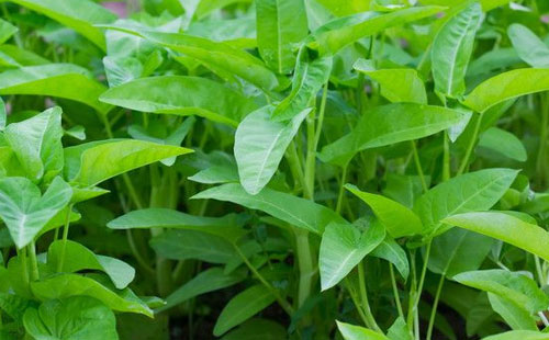 夏季怎么盆栽空心菜?了解几点,长得又快又好,种一盆能