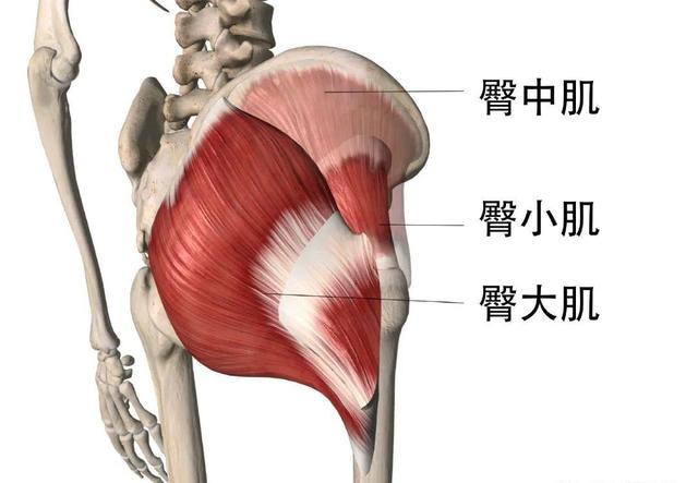 屁股容易宽而下垂,臀肌被拉开肌肉松弛 臀中肌,臀小肌力量欠缺.