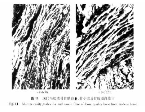 古代马皮质骨结果见图10所示,现代马松质骨结果见图11所示,古代马松质