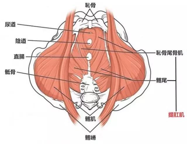 产后恢复:骨盆底肌无力影响工作生活!这4个动作轻松搞定问题!