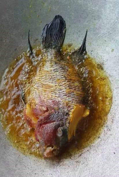 海口乡间水沟出现许多凶猛怪鱼,钓鱼人:长得丑,倒还好吃