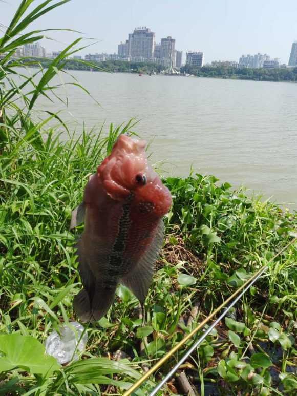 (除了一些乡间河道,南渡江,五源河,也有人发现罗汉鱼的踪影)