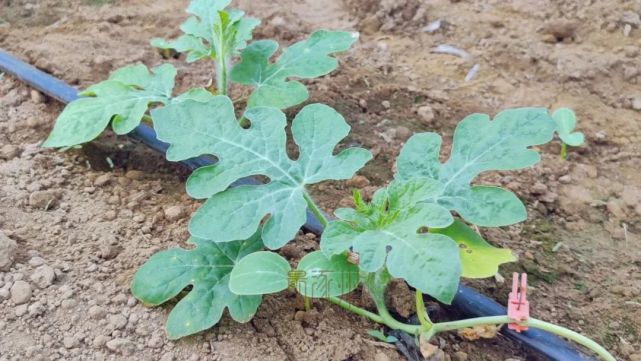 为瓜苗生长创造了适宜的高温,干湿环境,促使反季节西瓜茁壮成长,种植