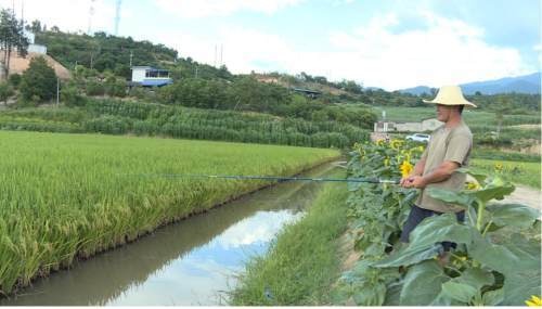 双江农场:稻鱼共生 构筑田园新景象