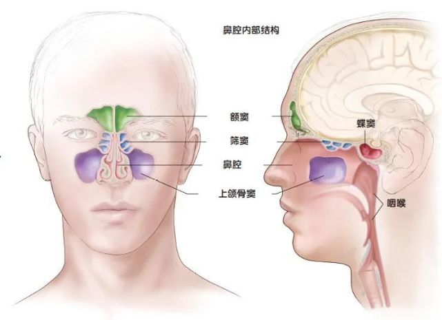 而且,鼻腔的作用在于过滤空气中的杂质,同时将吸进来的空气变得温暖