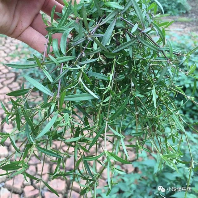 每日中药——白花蛇舌草