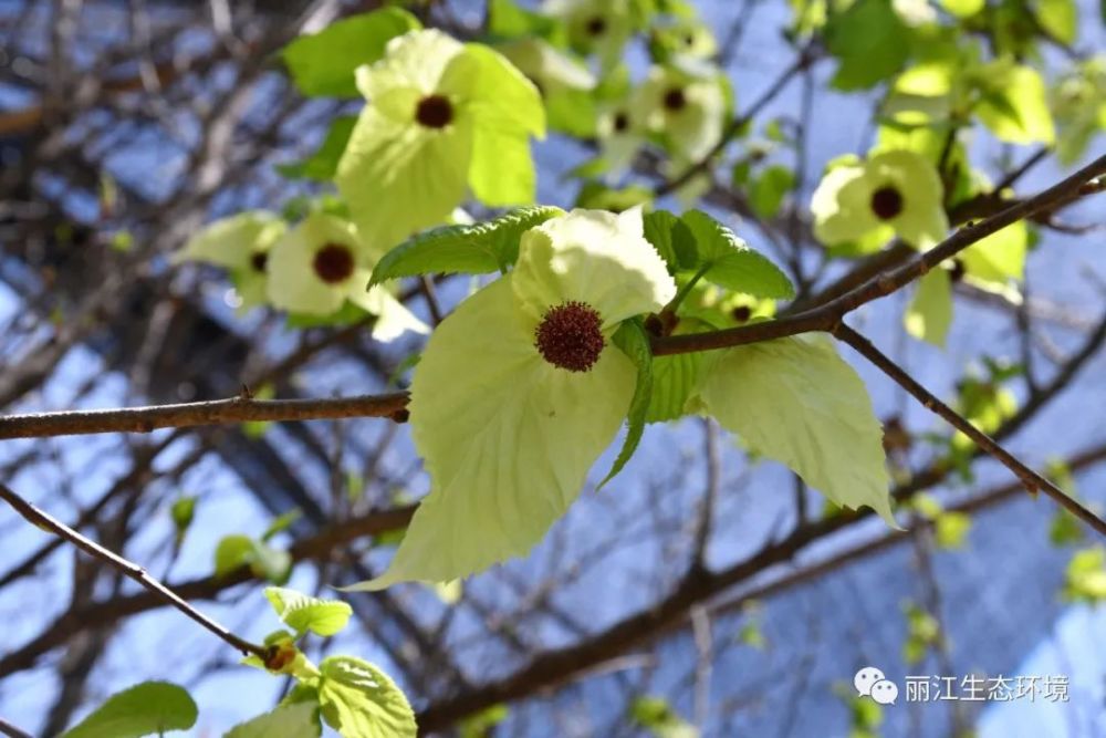 【生物多样性百科】光叶珙桐