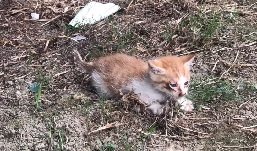浙江:身患多种疾病,刚出生一个月就成流浪猫,猫咪:救救我,我还想看看