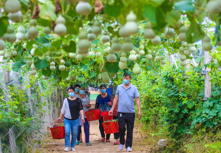 河南南阳:科技生态种植 助力乡村振兴