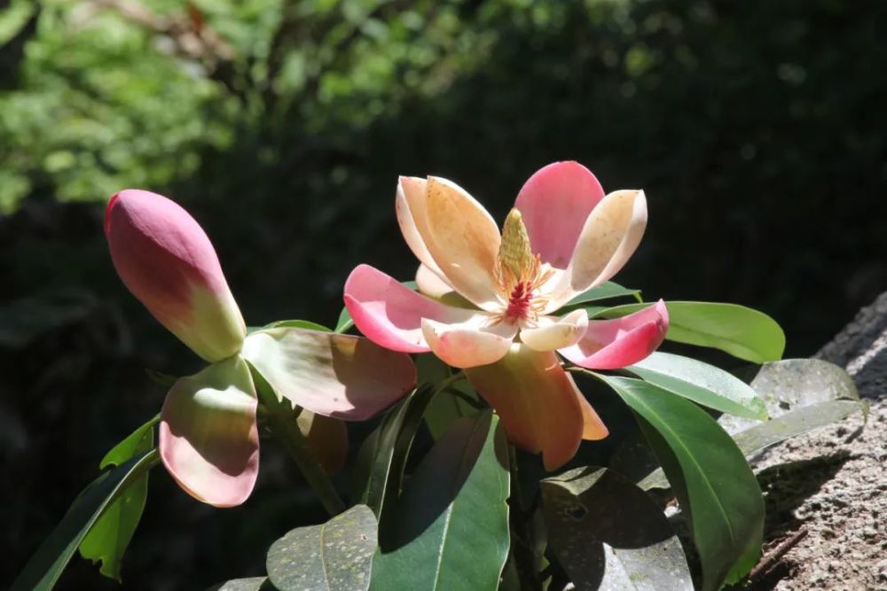 国家三级保护植物红花木莲 来源:云南红河发布