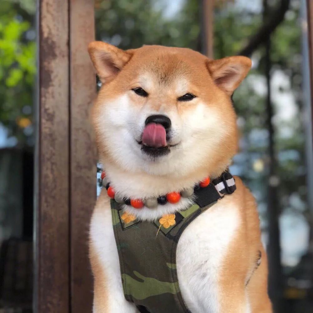 萌萌狗狗的可爱头像图片