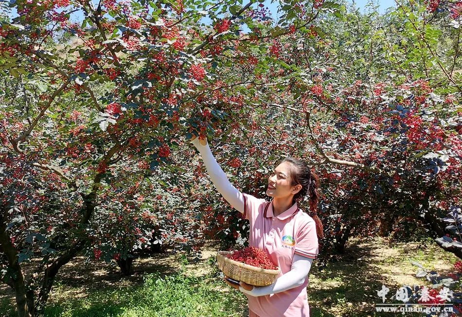 秦安:又是一年花椒红