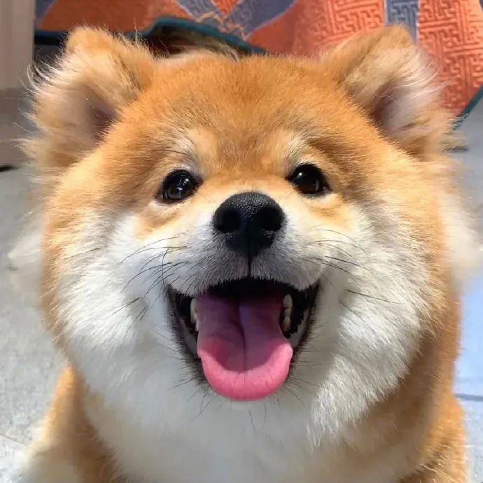 萌萌狗狗的可爱头像图片