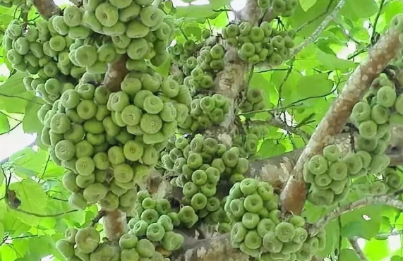 土生土长的"无花果,味道甜如蜜,连树叶也能吃,却不见人种植