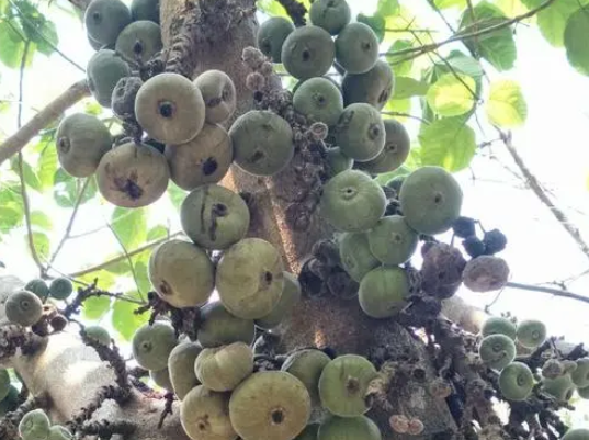 土生土长的"无花果,味道甜如蜜,连树叶也能吃,却不见人种植