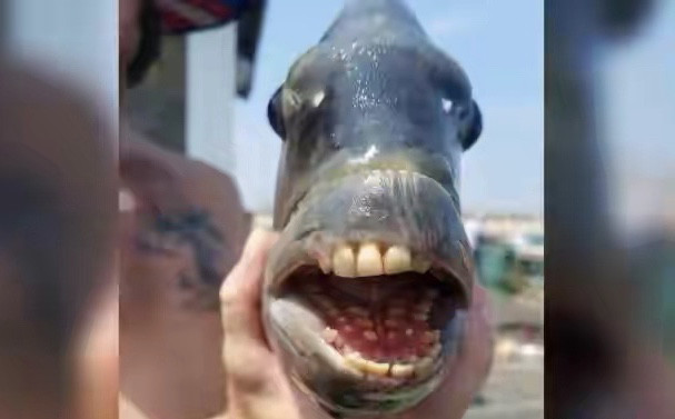 美国男子捕获长牙齿的"怪鱼",分析:或许才只是
