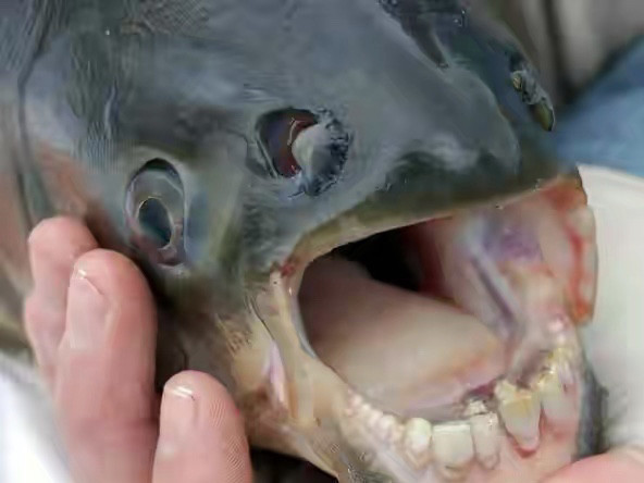美国男子捕获长牙齿的"怪鱼",分析:或许才只是