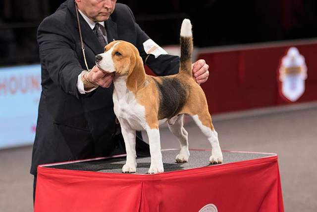 寻根问祖系列121比格猎犬beagle