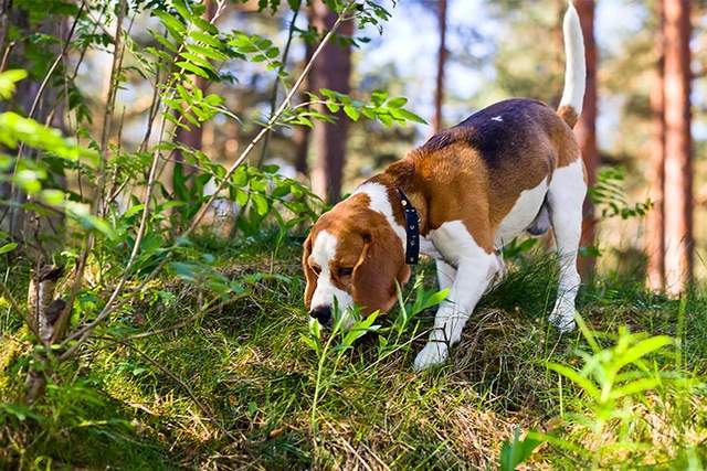 寻根问祖系列121比格猎犬beagle