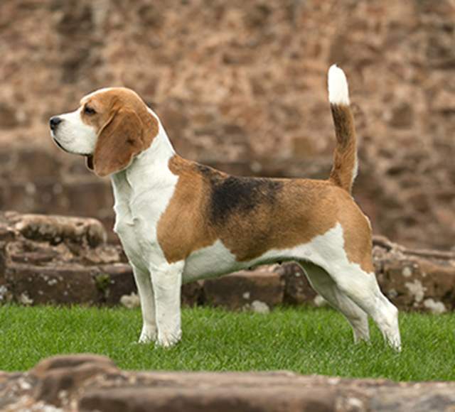 寻根问祖系列121比格猎犬beagle