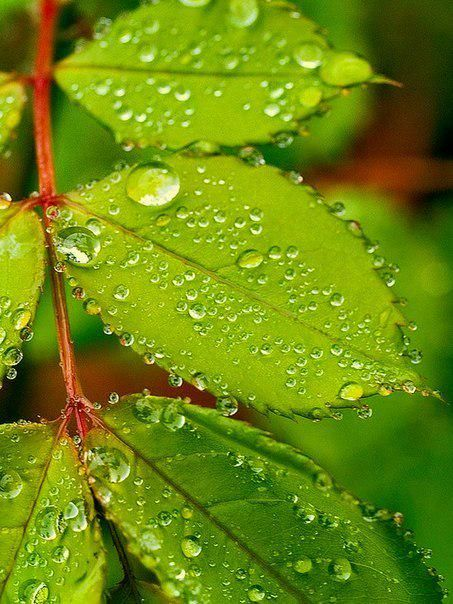 植物晚上在干啥?吐水给敌人的敌人"屯粮"