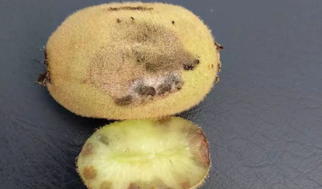 防治:异菌脲,菌核净症状:果面凹陷,渍斑5,菌核病防治:嘧霉胺,氯溴异氰