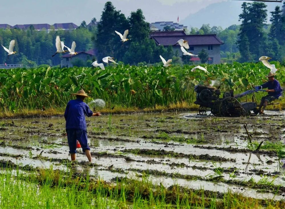 闽北美景|邵武:正值夏耘季节 田野中铁牛翻来鹭成行