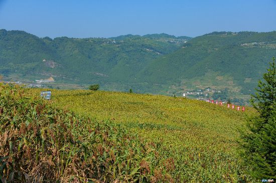 泸州古蔺:万亩高粱红 农人喜丰收|泸州|顶村村|丰收|古蔺县|高粱|石屏